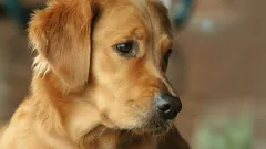 Uniikki kultainennoutajan pentu, joka syntyi vihreällä turkilla (kuvat)