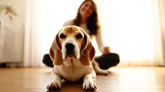 Kenet koirat valitsevat kotonaan – syyt rakkaudelle tiettyä ihmistä kohtaan