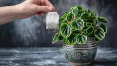 Voiko teepussi parantaa mullan? Tutkimme, mihin kasveihin temppu oikeasti sopii