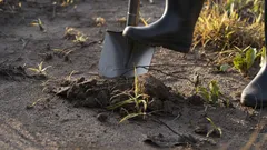 Pitääkö puutarha kaivaa talveksi? Ammattilaisagronomit antavat lopullisen vastauksen