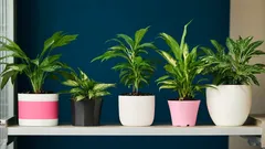 Miksi vetyperoksidi on ihmeaine huonekasveille