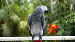 Jättimäinen harmaapapukaija, joka luulee olevansa ihminen