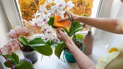 Näin hoidat orkideoita syksyllä, jotta ne kukkivat ensi vuonna entistä runsaammin