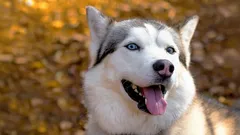 Koirarodut, joita ei voi kouluttaa: Koirankouluttajan selitys