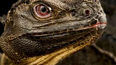 Tiesitkö, että maassa elää yhä ”dinosaurus” – ja että se saattaa pian kadota?