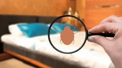 Helpot ohjeet: päästä eroon luteista luonnollisesti