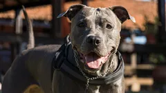 Miten koiran ikä lasketaan oikein ihmisen iässä – ja miksi sillä on merkitystä?