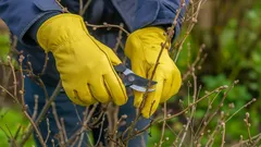 4 kasvia, joita ei missään tapauksessa saa leikata syksyllä, jos haluat runsaasti kukintaa keväällä