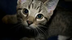 Tiedätkö, mitä kissasi tekee suojellakseen sinua ja kotiasi?