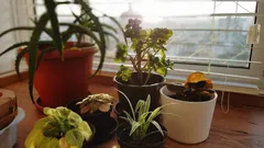 Kuinka vähentää kodin ilmankosteutta: neljä kasvia, jotka auttavat torjumaan hometta ja kondensaatiota