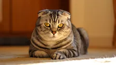 Neljä suosittua kissarotua, joiden kanssa elämä on vaikeampaa kuin luulet