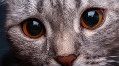 Miten kissat näkevät ihmisen: uskomattomia faktoja lemmikkisi näöstä