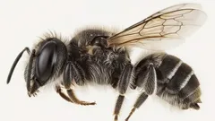 Lucifer: Tutkijat löysivät uuden mehiläislajin, jolla on pienet 'paholaisen sarvet'