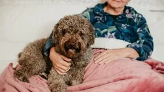 Mikä koirarotu sopii parhaiten iäkkäille ihmisille, jotka haluavat seurakoiran?