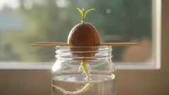 Kuinka idättää avokadon siemen kotona tämän mielenkiintoisen vinkin avulla