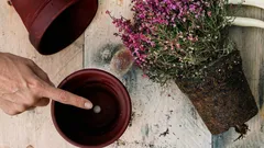 Tiedätkö, miksi kukkaruukkujen pohjassa on oikeasti reiät?