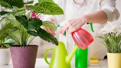 Kuinka välttää liikakastelua ja pelastaa huonekasvit kotona